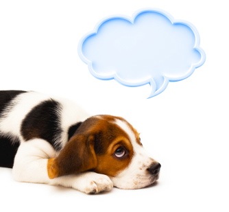 what are dogs thinking beagle wolf breeds picture what are dogs thinking beagle wolf breeds picture