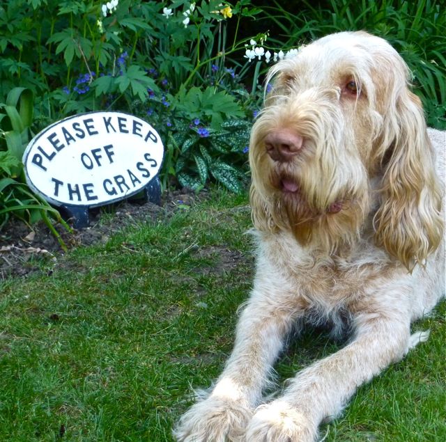 Boswell - Obedient, just rubbish at reading!