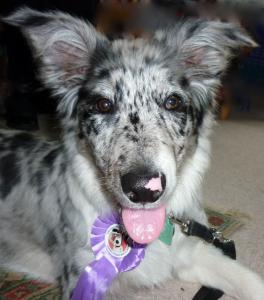 Delphi with her well-earned rosette