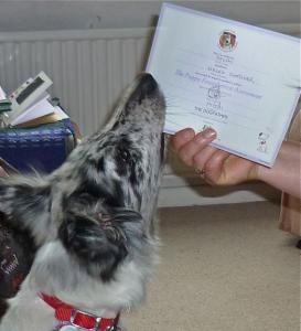 Delphi examines her Good Citizen dog certificate