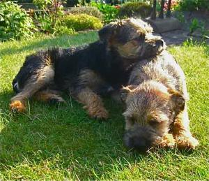 Fern and Bracken. And grass..