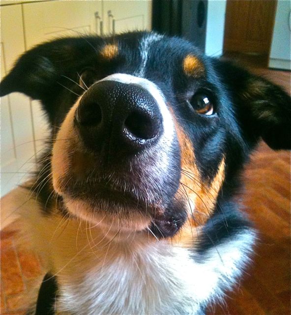 Sam, Border Collie. Ahh...