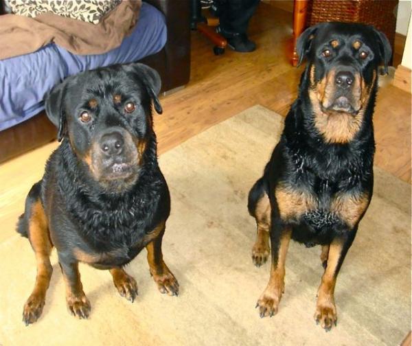 2 well behaved Rottweilers after a little Dogfather dog training!
