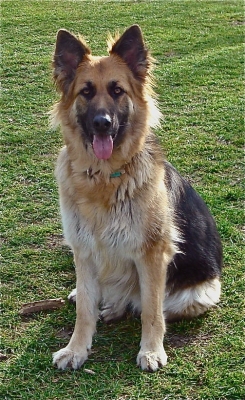Maisey, German Shepherd Dog (GSD). Now calm!
