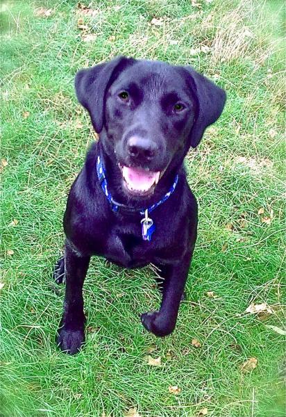 Benji, Black Labrador being a very good boy for his Dad!