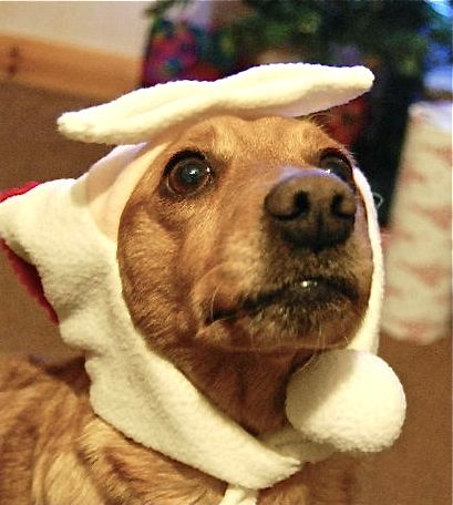 Evelyn, terrier, does Christmas fairy impression.