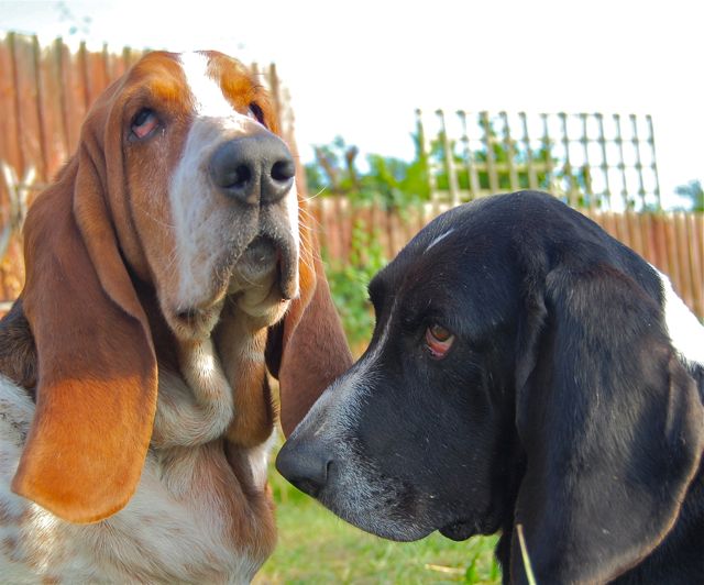 Bentley (L) and Tommy (R), lovely Basset Hounds!
