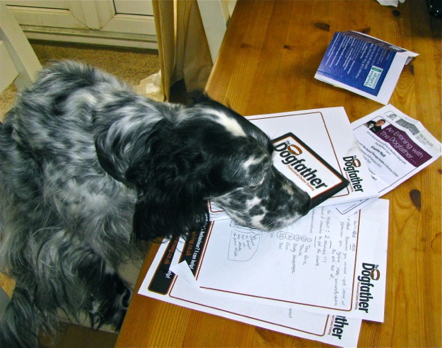 Fleadle, the most studious Cocker Spaniel in the world!