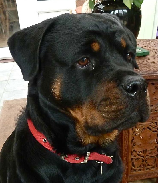 Lottie the Rottie. Lovely girl!!