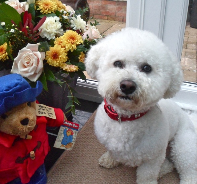 Milo, Bichon. How cute is he..?