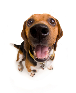 what is my dog thinking