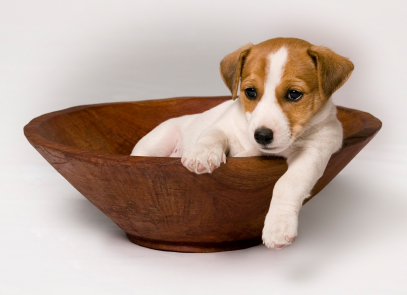 Cute Jack Russell Puppy. "Need puppy training, me..? Nooo..."