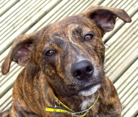 brindle staffy whippet cross