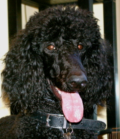 Dexter, Handsome Chap!