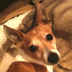 Elle Jack Russell