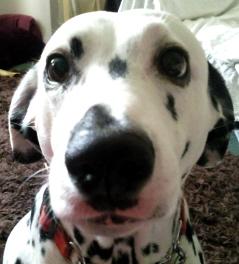 Nugget - Sweetest Dotty Dalmation In The World. She's Lovely!