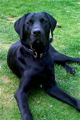 Charlie, Black Labrador