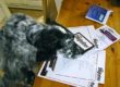 Fleadle, the most studious Cocker Spaniel in the world!