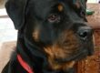 Lottie the Rottie. Lovely girl!!