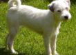 Effi, Parsons Jack Russell Terrier