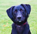 Rex at 11 months