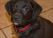 Rex at 8wks old