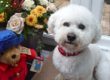 Milo, Bichon. How cute is he..?