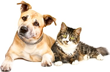 Dogs And Cats Living Together The Dogfather