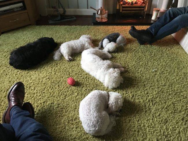 Dogfather Review Bolognese and Cocker Spaniel Dogs