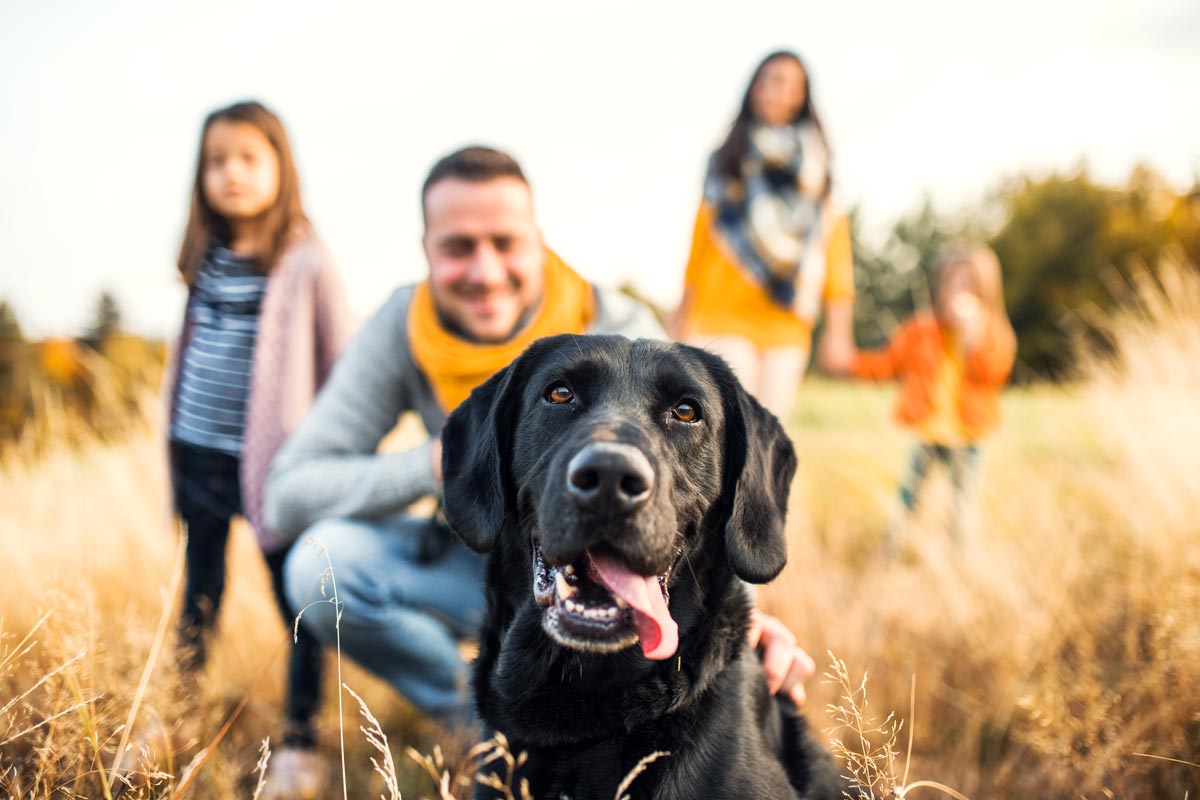 A gentle and well behaved family dog after training